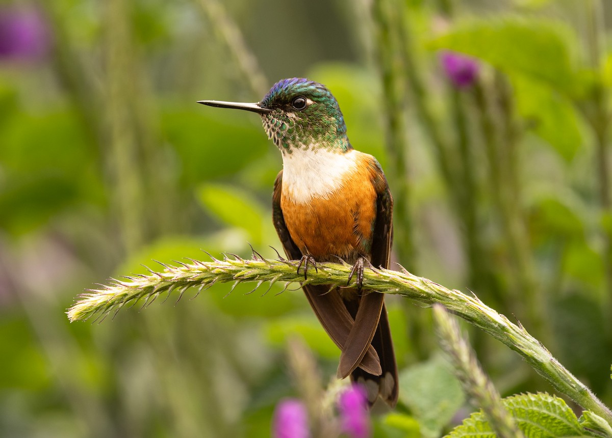 ムラサキフタオハチドリ - ML647055829