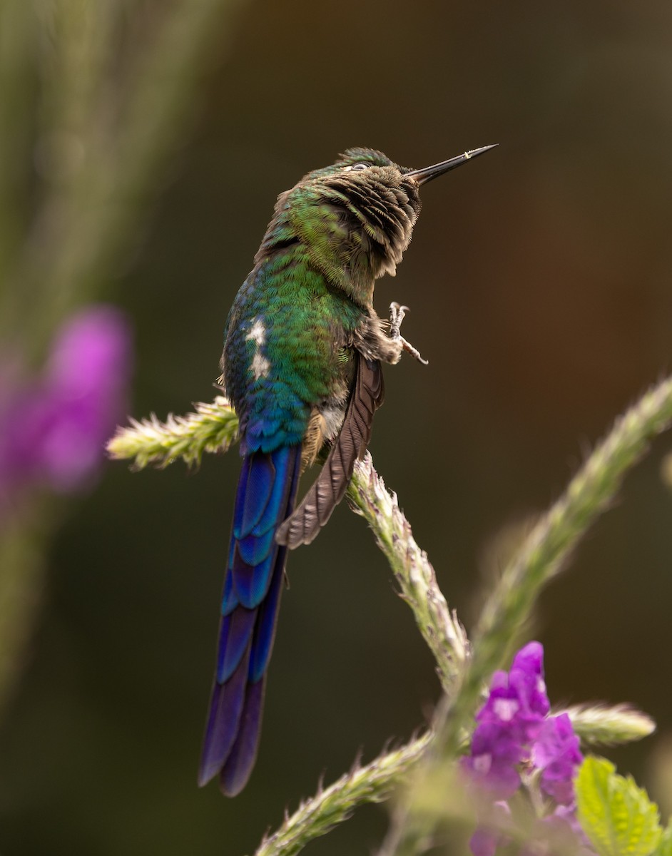 ムラサキフタオハチドリ - ML647055831