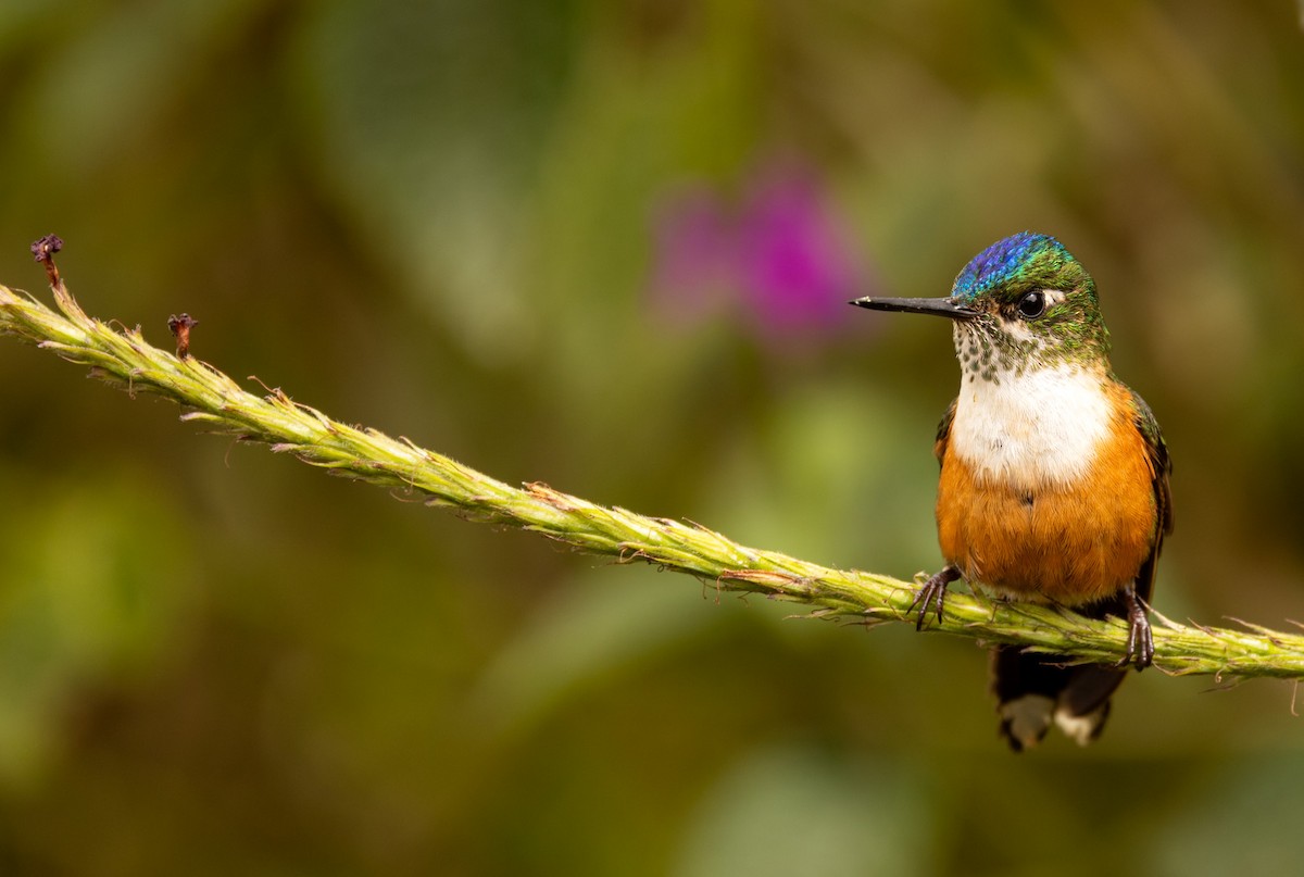 ムラサキフタオハチドリ - ML647055832