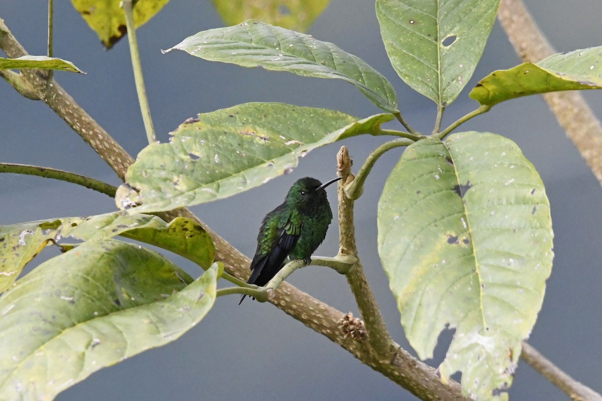 Steely-vented Hummingbird - ML647055834