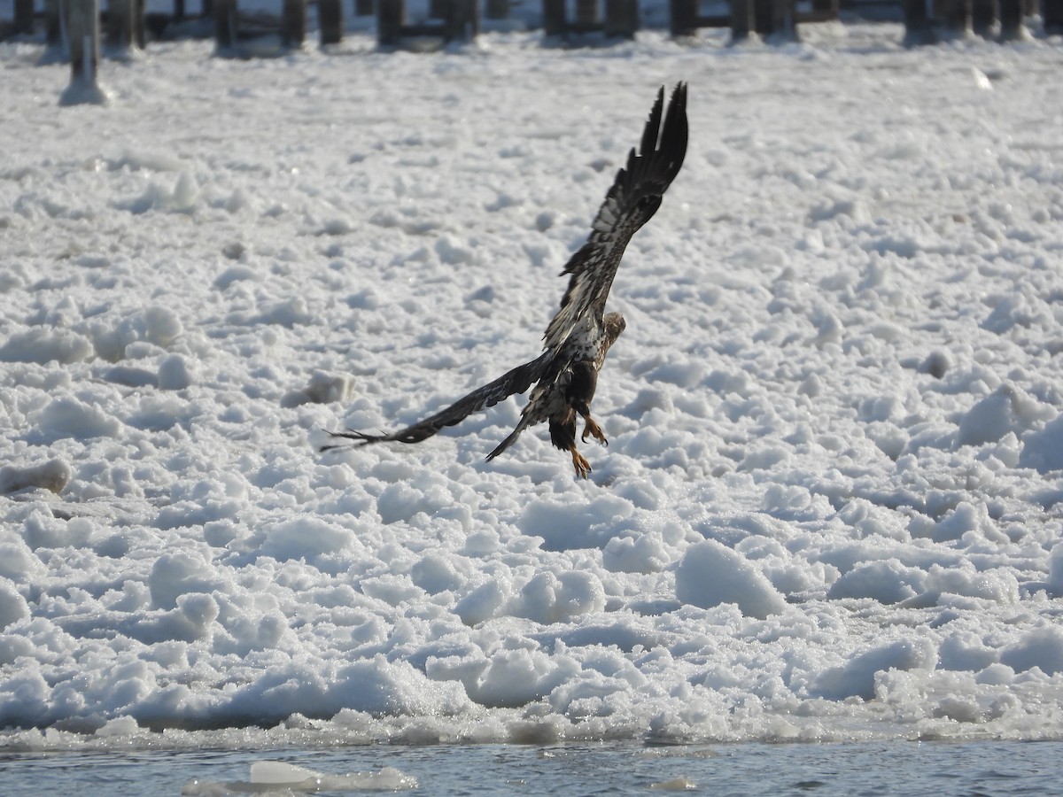 ハクトウワシ - ML647055837