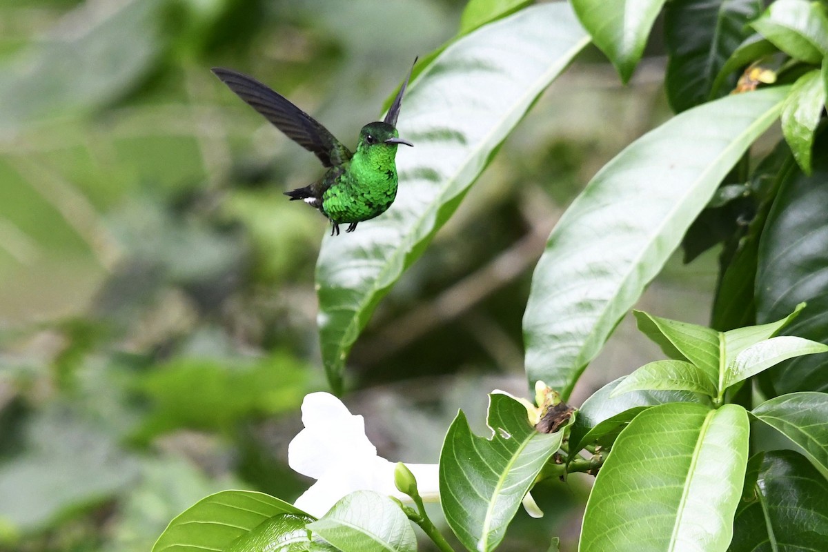 Steely-vented Hummingbird - ML647055840