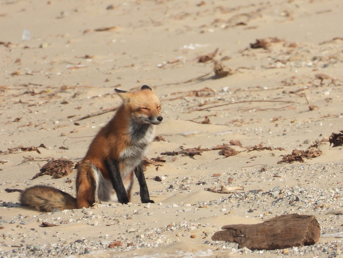 動物界 - ML647055844