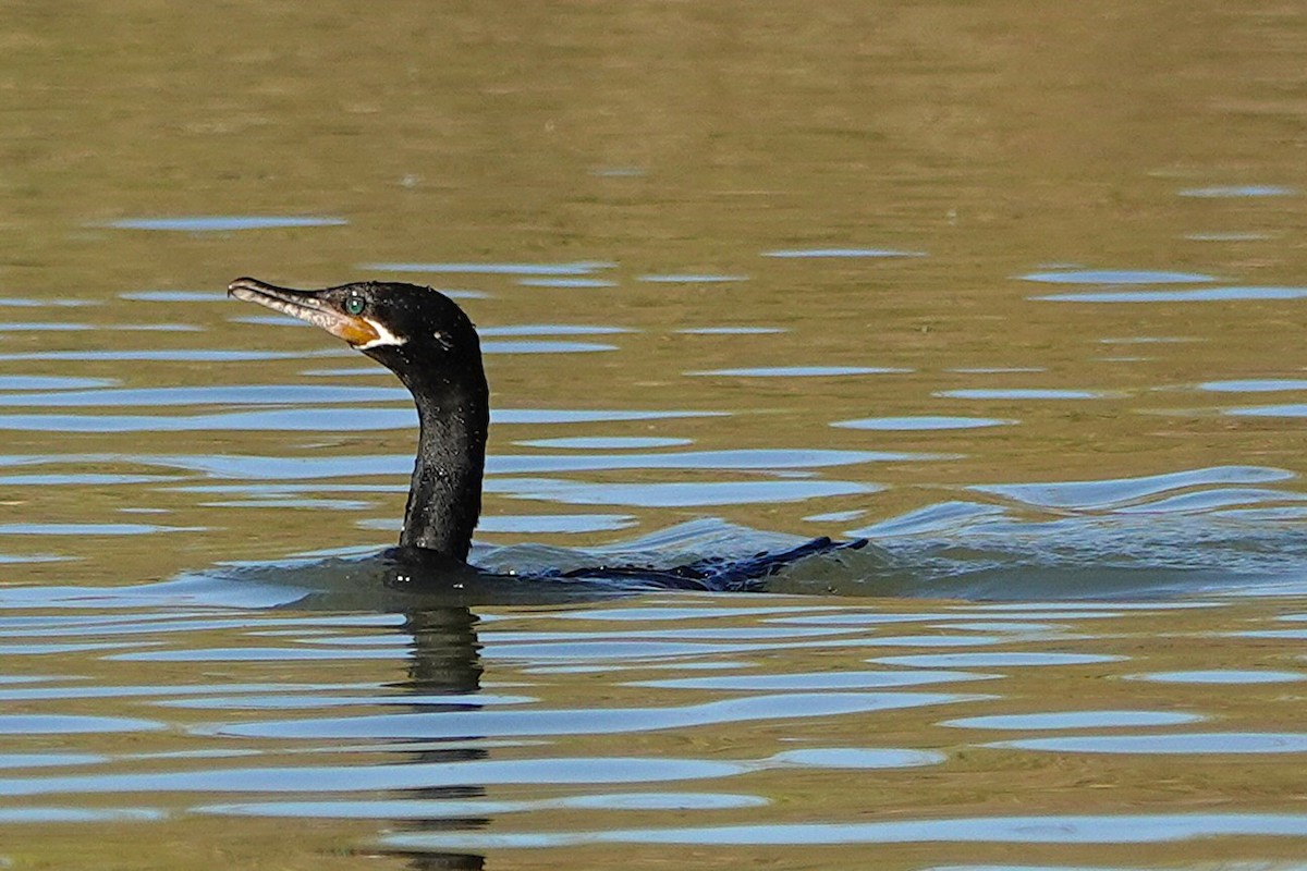Neotropic Cormorant - ML647055846