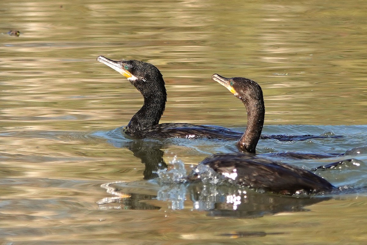 Neotropic Cormorant - ML647055847