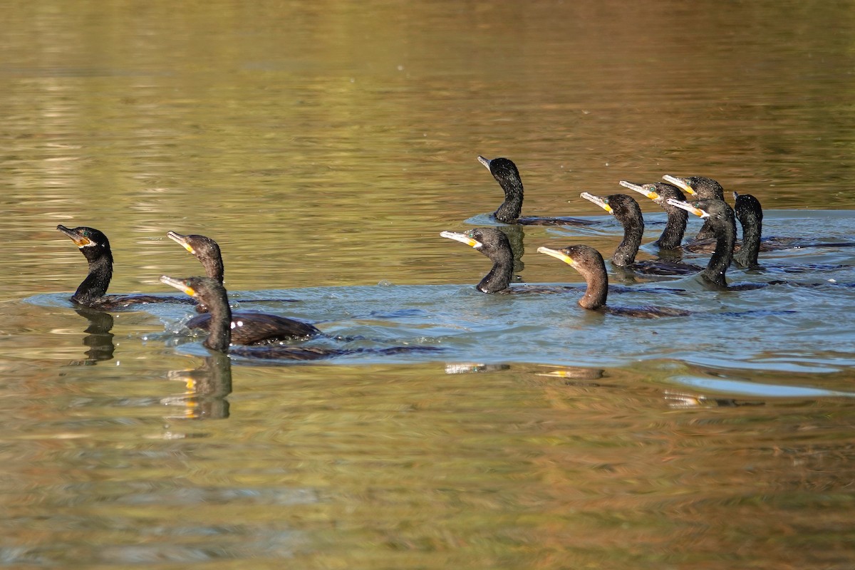 Neotropic Cormorant - ML647055848
