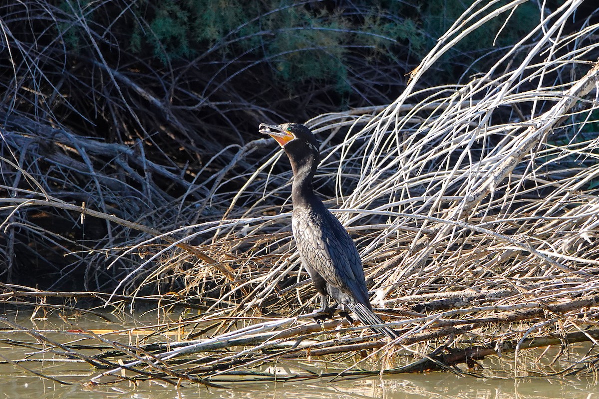 Neotropic Cormorant - ML647055849