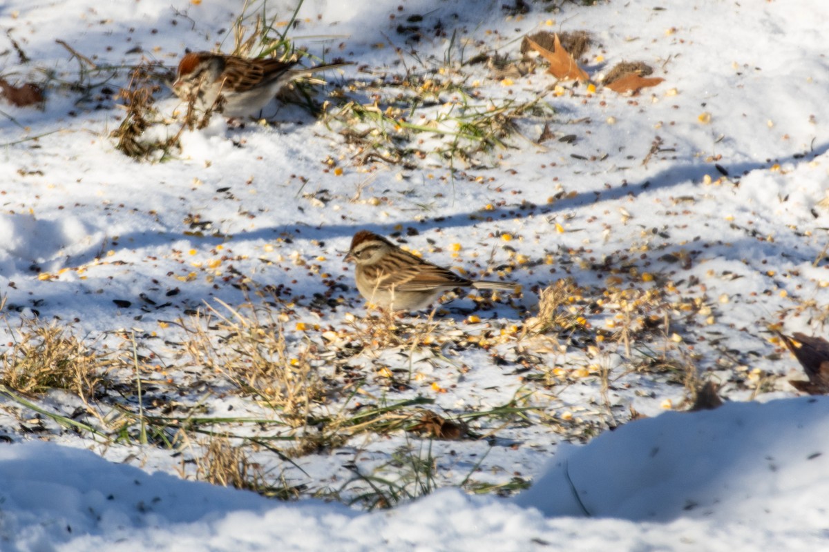 ムナフヒメドリ - ML647055850