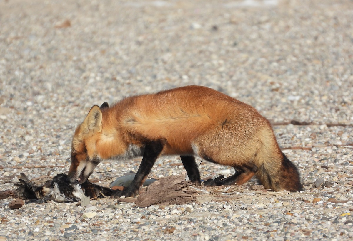 動物界 - ML647055852