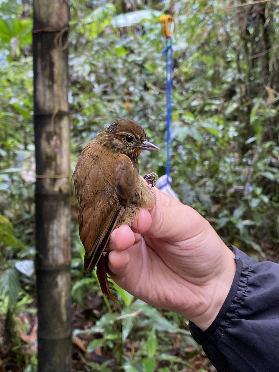 Wedge-billed Woodcreeper - ML647055854