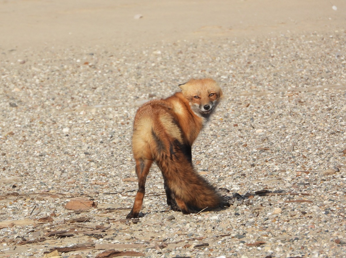 動物界 - ML647055855