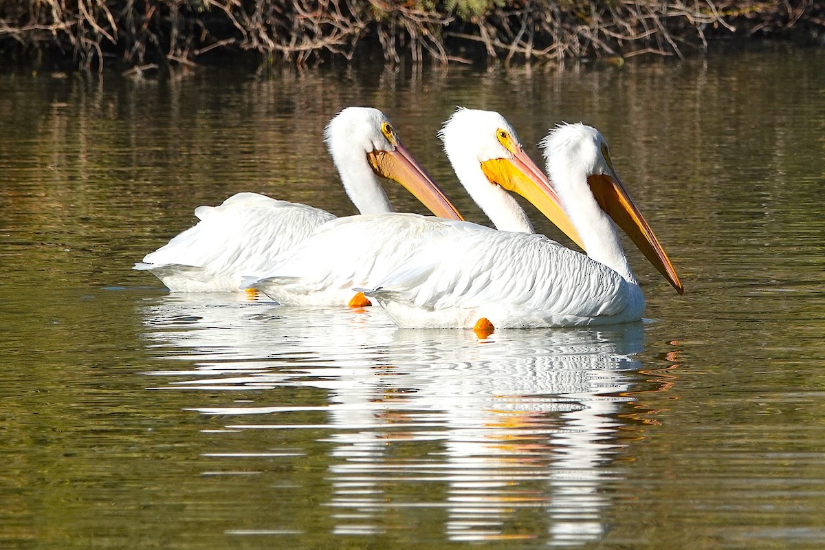 American White Pelican - ML647055858