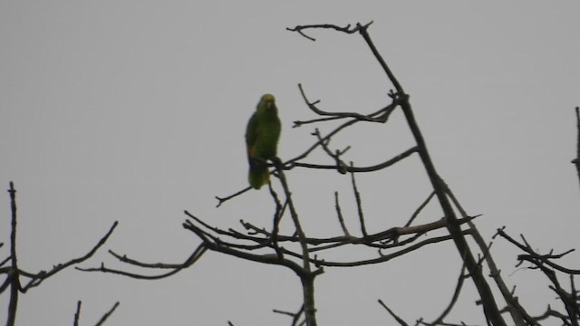 Yellow-crowned Amazon - ML647055862