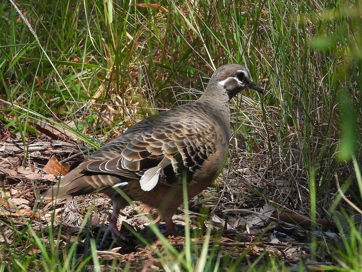 Common Bronzewing - ML647055867