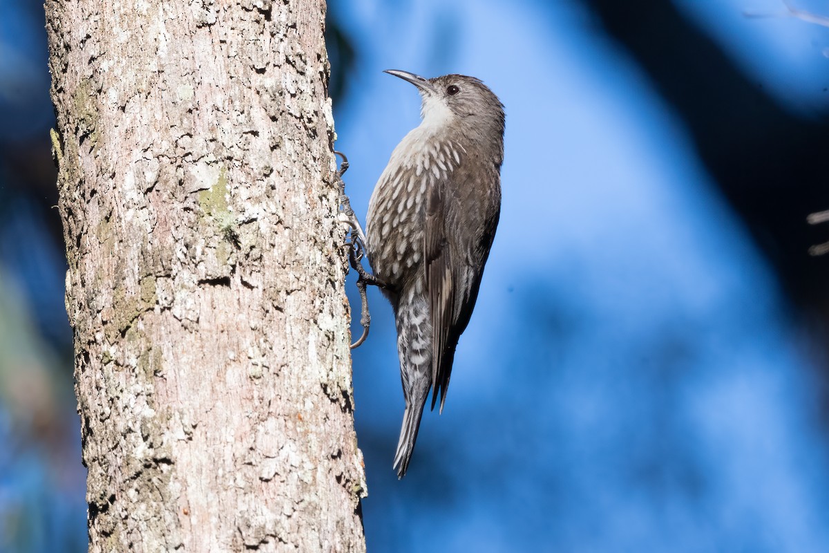 White-throated Treecreeper - ML647055868