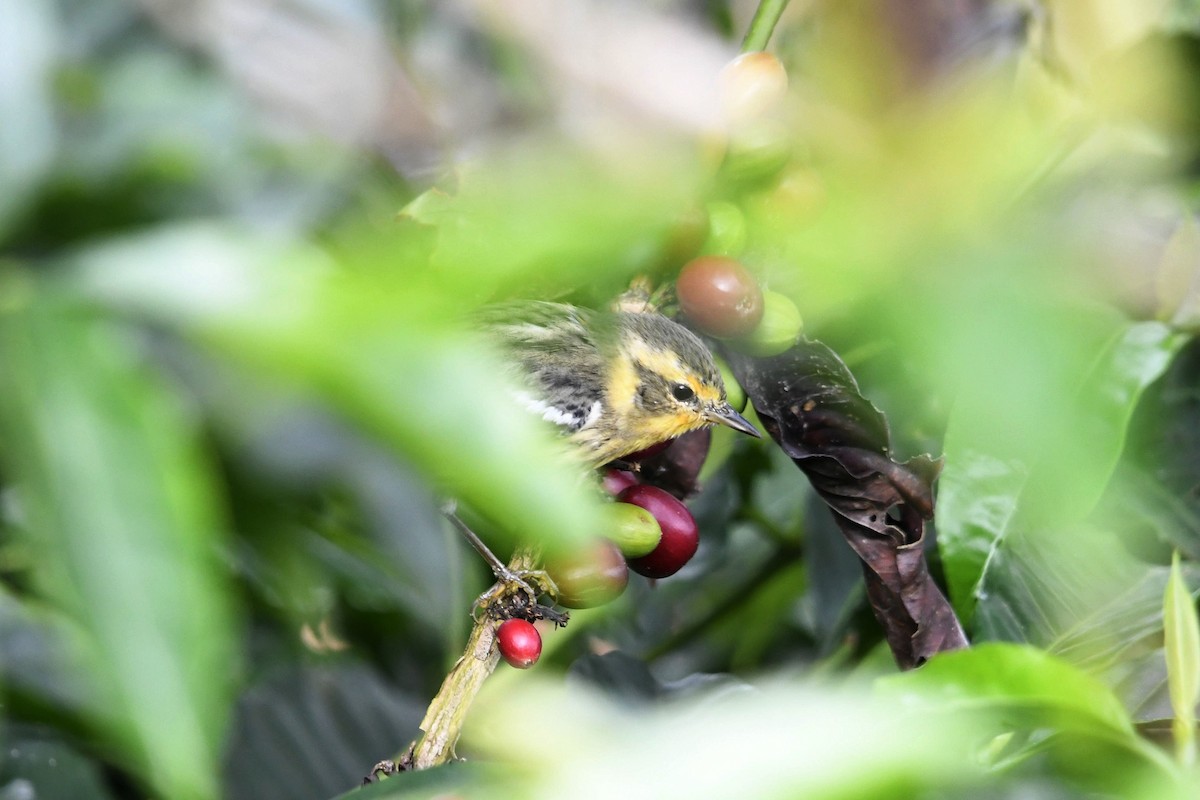 Fichtenwaldsänger - ML647055877