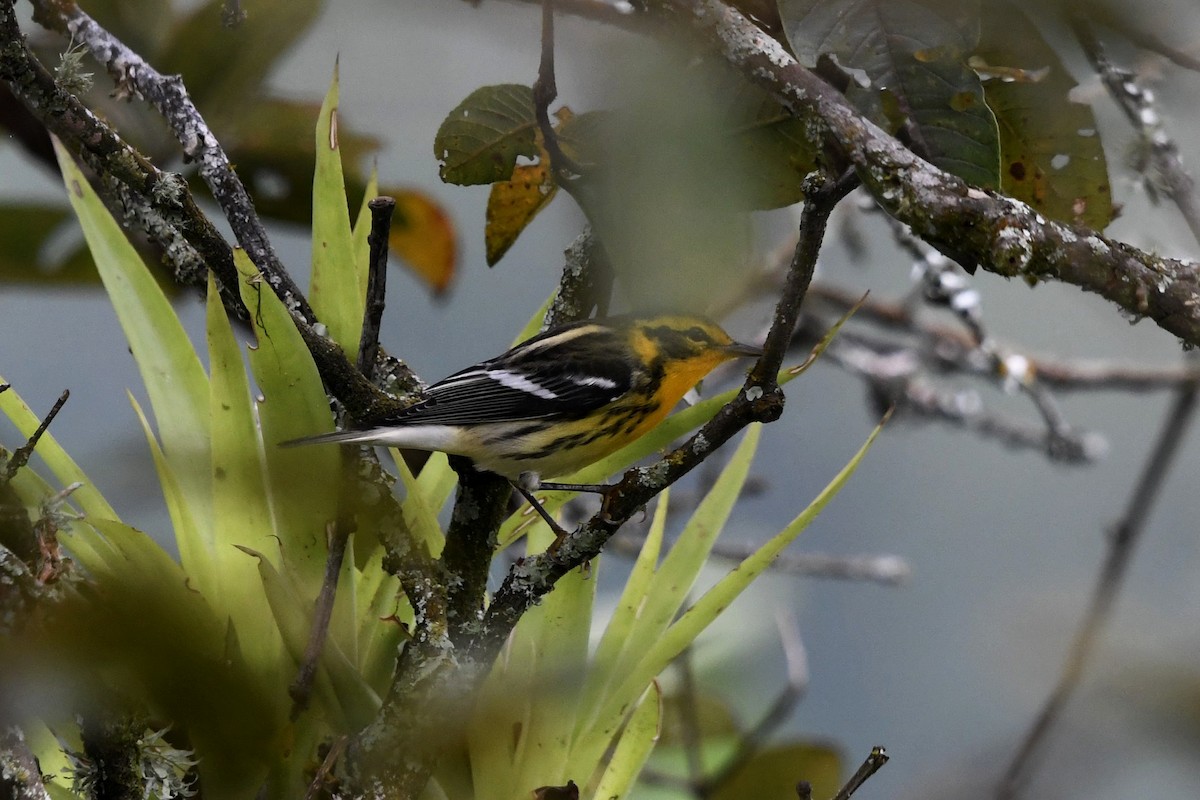 Fichtenwaldsänger - ML647055878