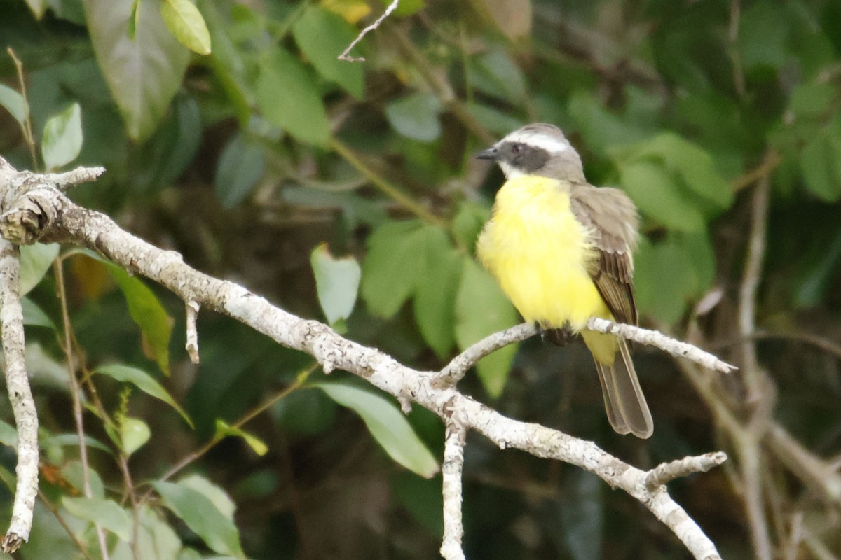 Social Flycatcher - ML647055881