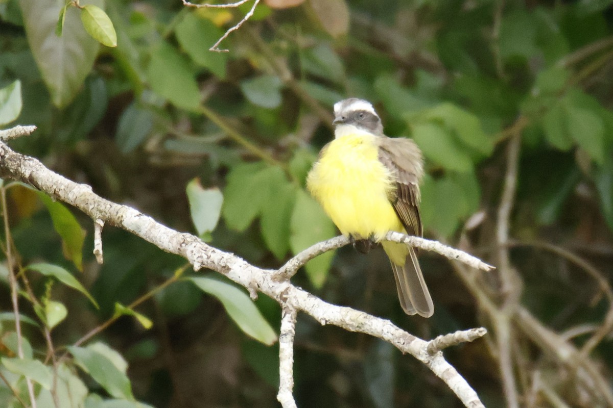 Social Flycatcher - ML647055882