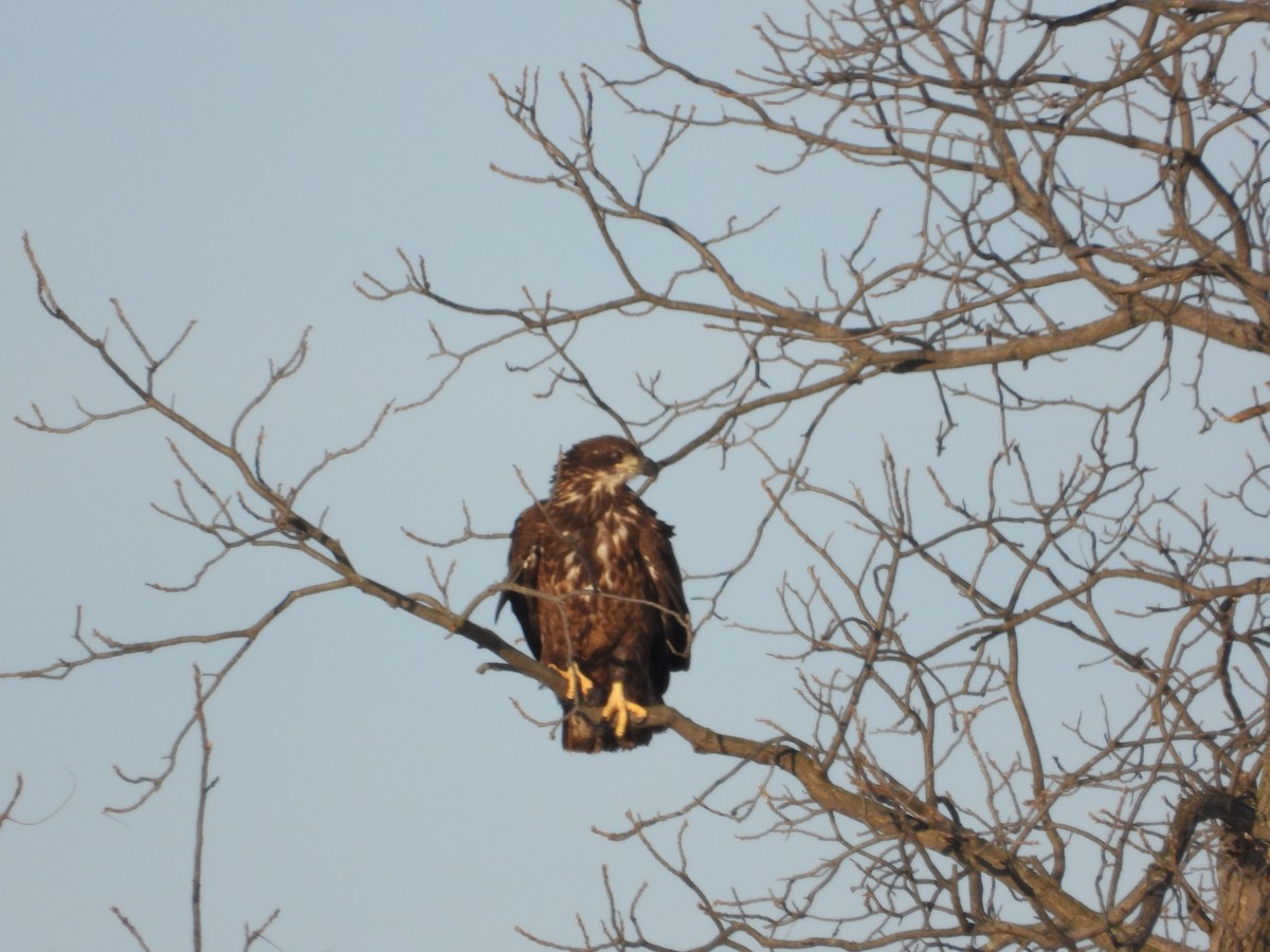 ハクトウワシ - ML647055883