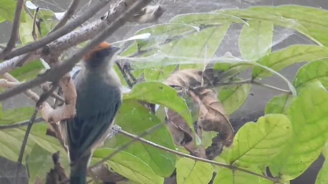 Scrub Tanager - ML647055884