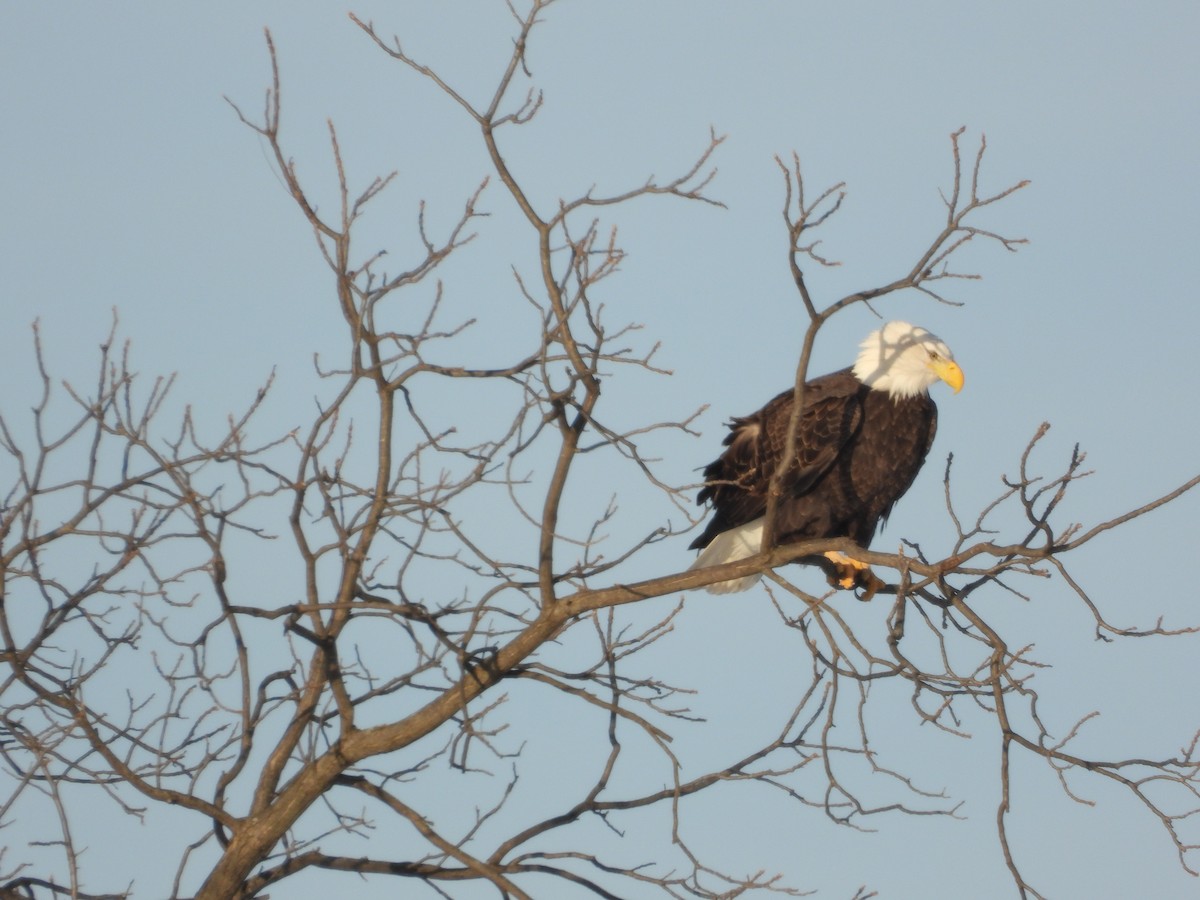 ハクトウワシ - ML647055885