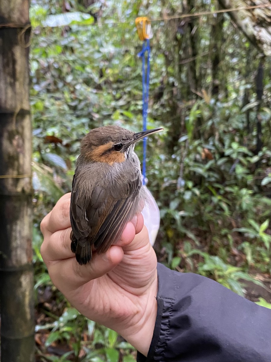 Tawny-faced Gnatwren - ML647055888