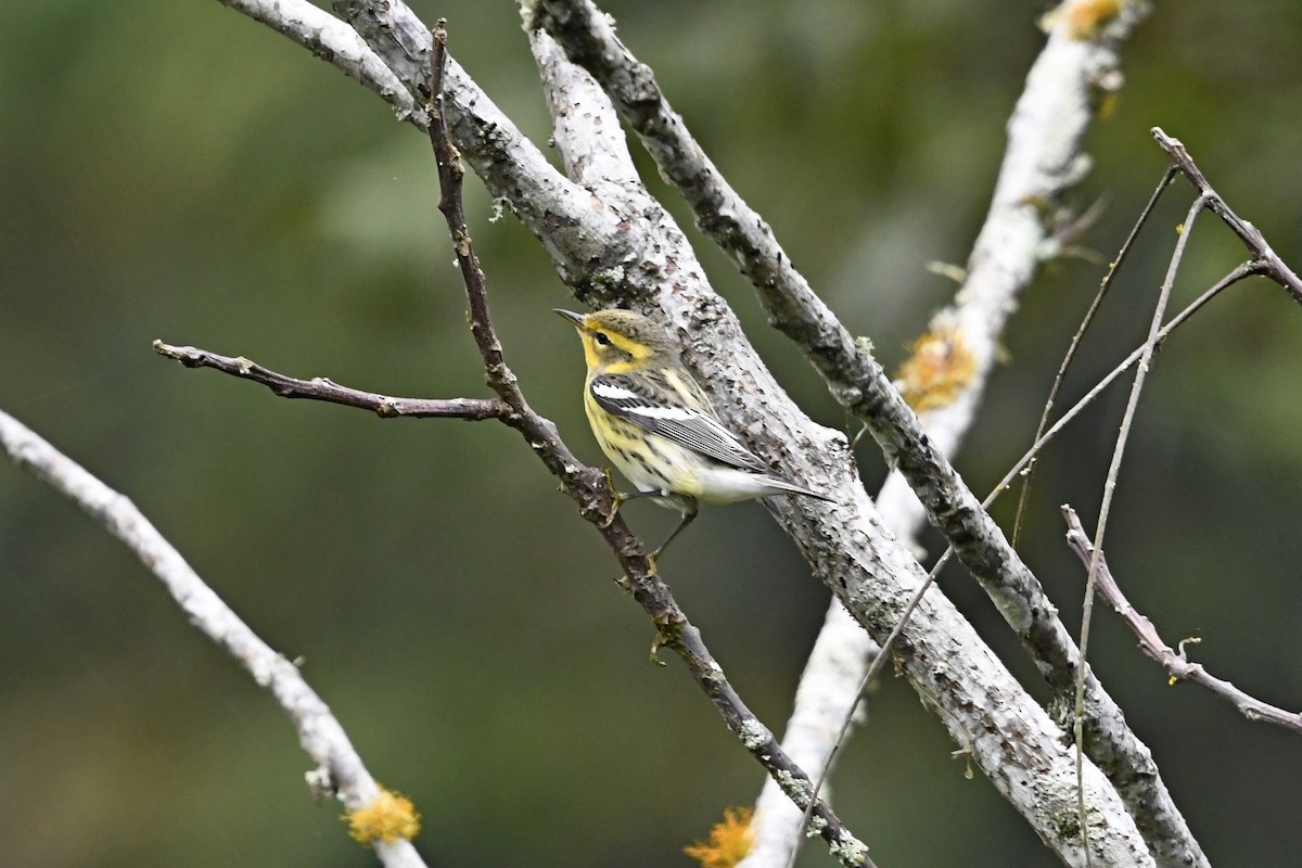 Fichtenwaldsänger - ML647055894