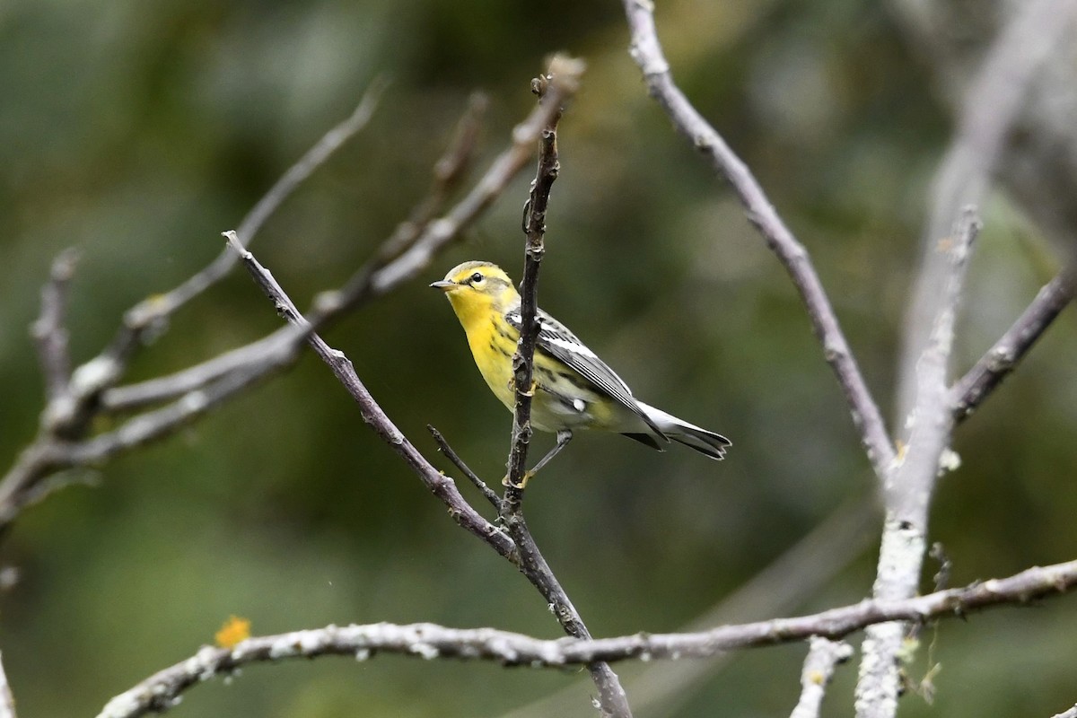 Fichtenwaldsänger - ML647055896