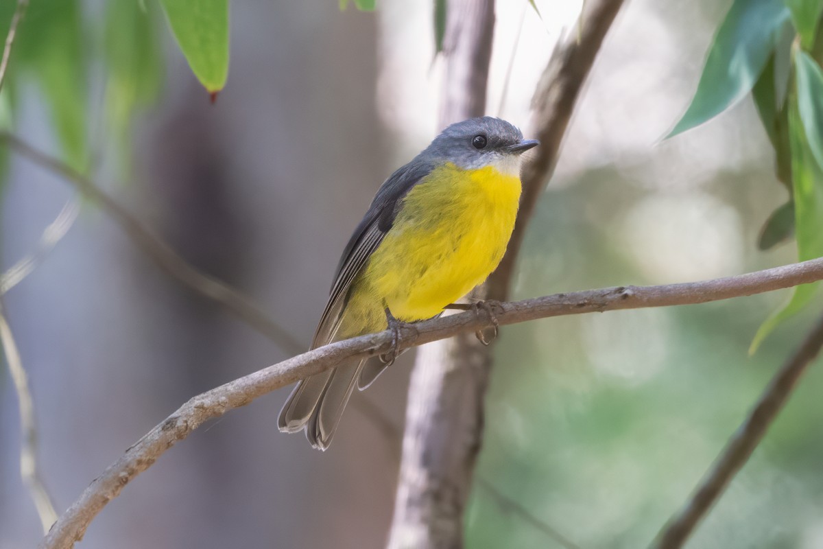 Eastern Yellow Robin - ML647055901