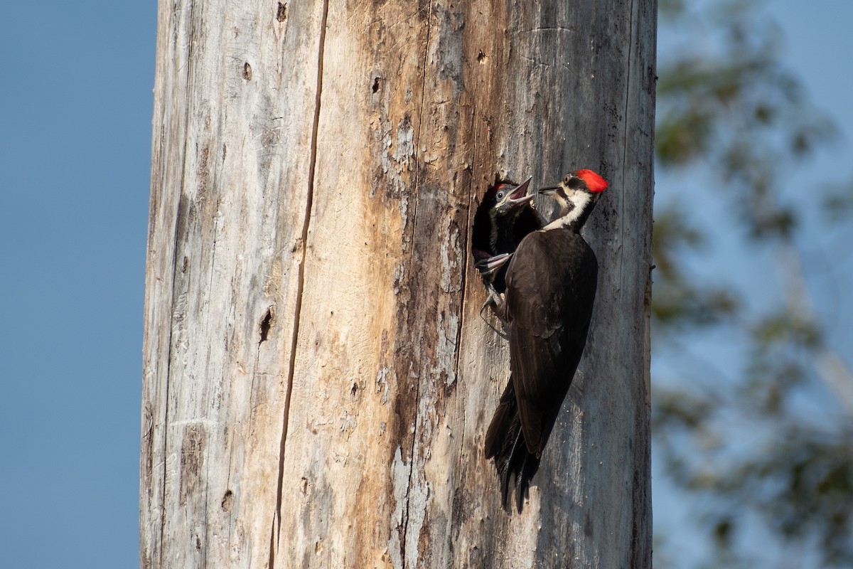 Pileated Woodpecker - ML647055906