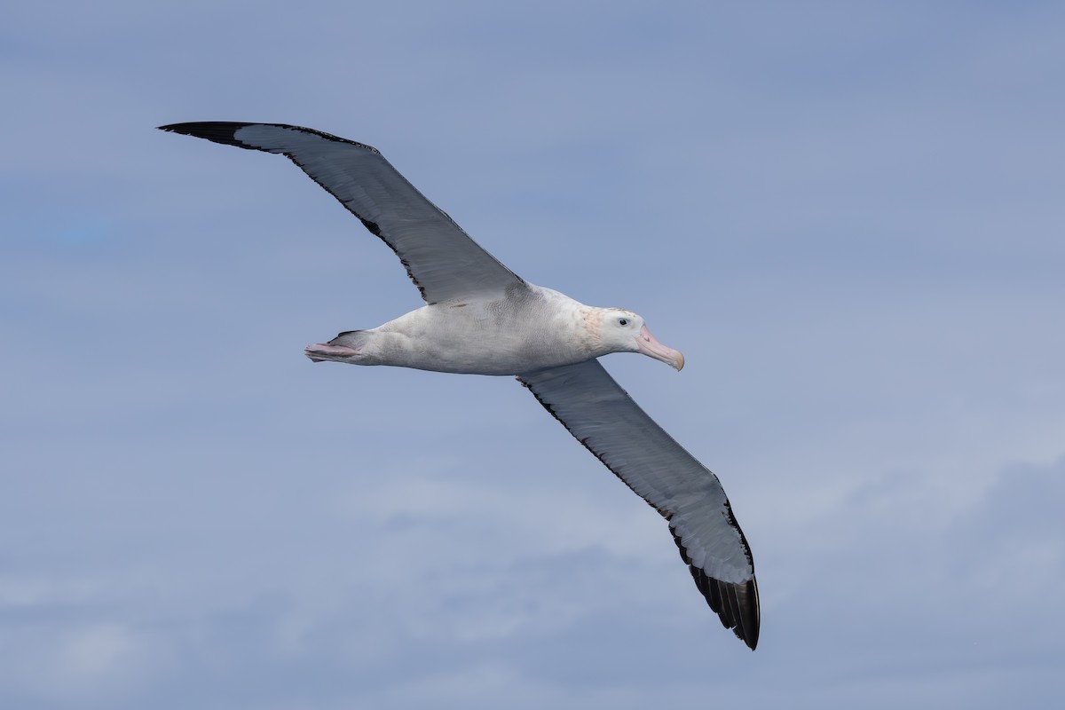Antipodean Albatross (Gibson's) - ML647055916