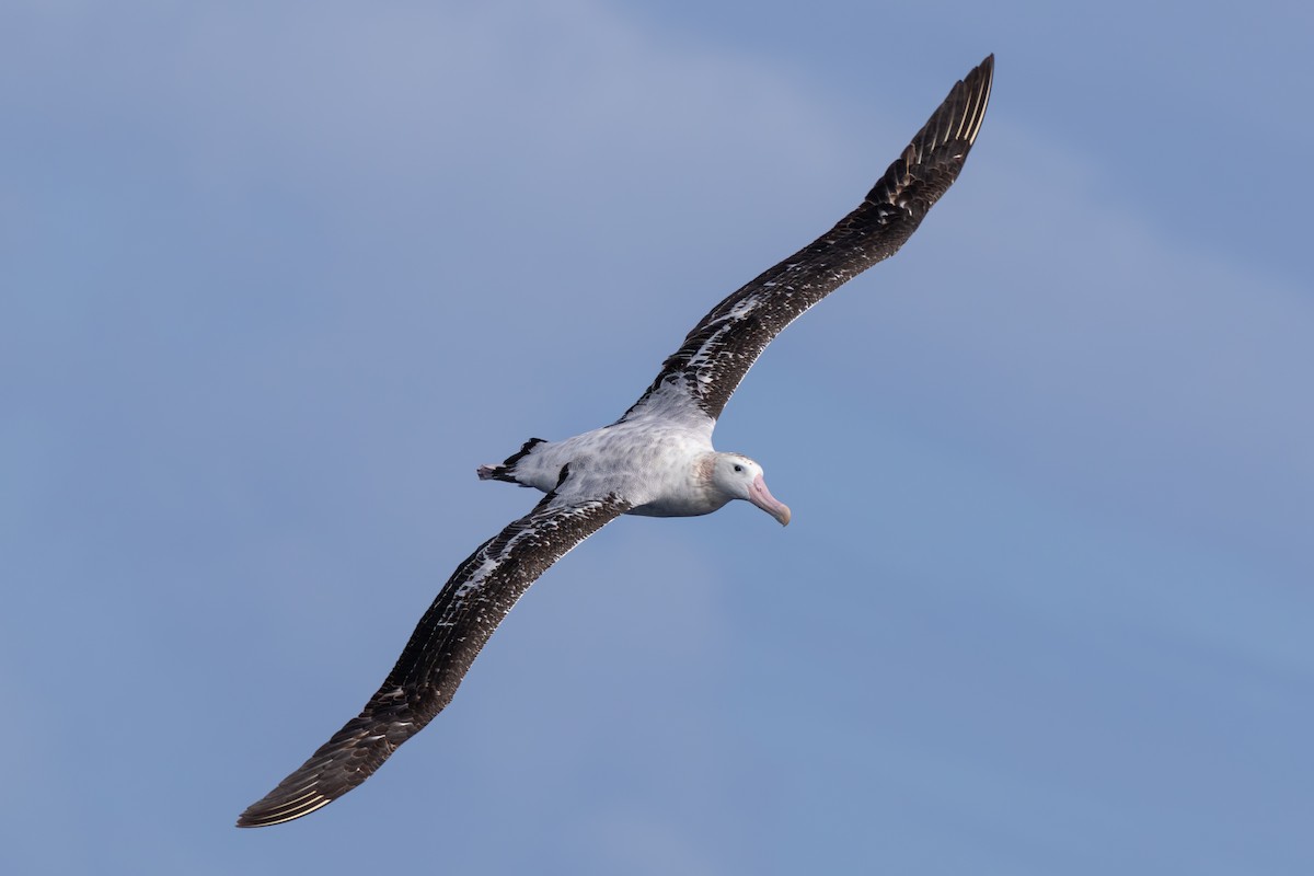 Antipodean Albatross (Gibson's) - ML647055917