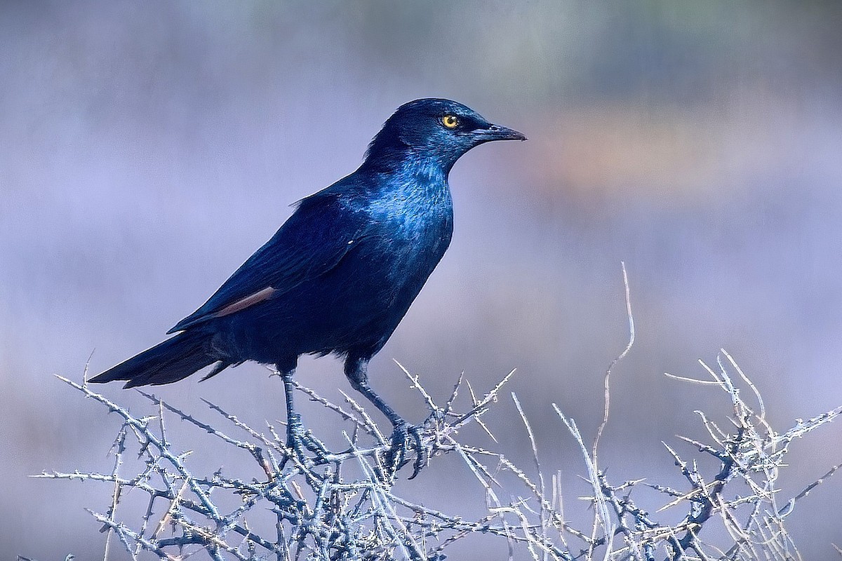 Бледнокрылый скворец - ML647055924