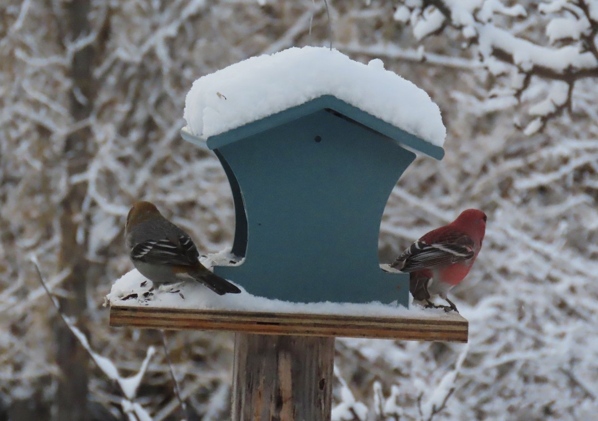 פתיאלי אורנים - ML647055928