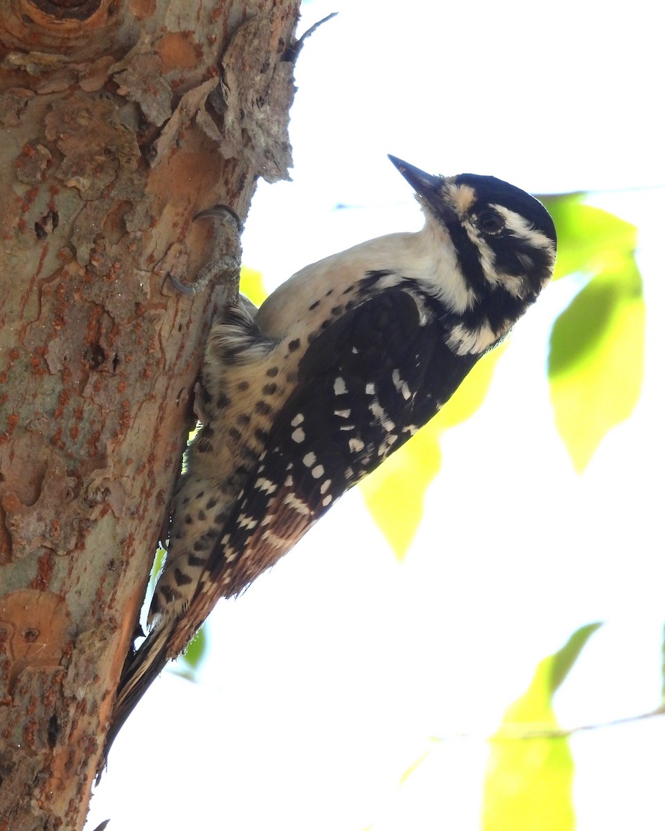 Nuttall's Woodpecker - ML647055932