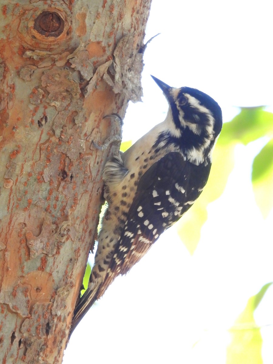 Nuttall's Woodpecker - ML647055933