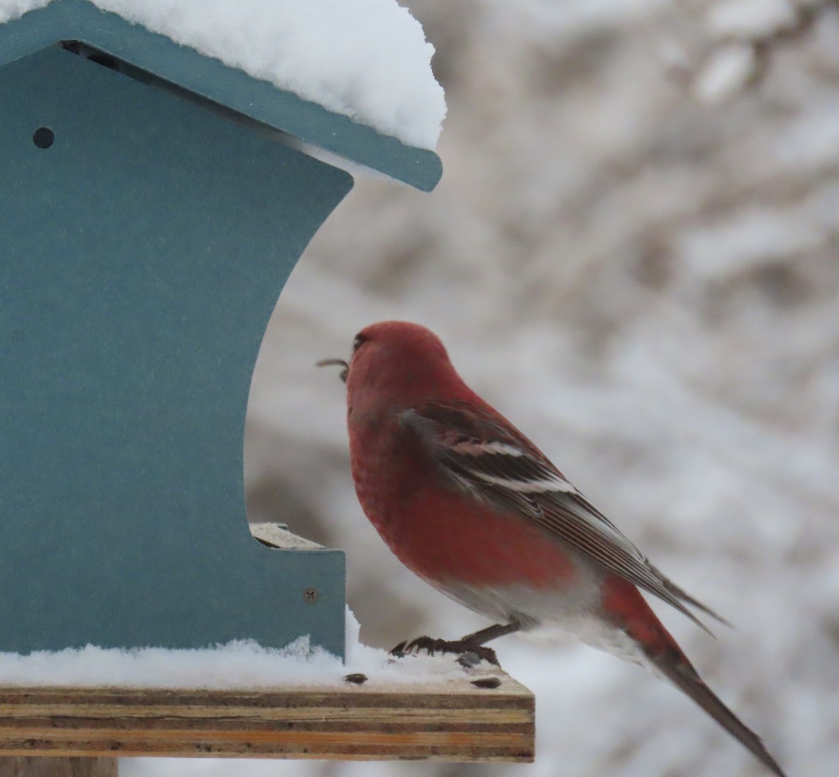 פתיאלי אורנים - ML647055934