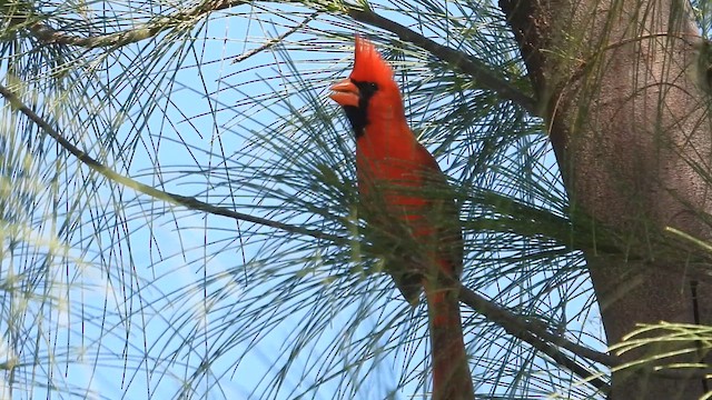 קרדינל צפוני - ML647055935