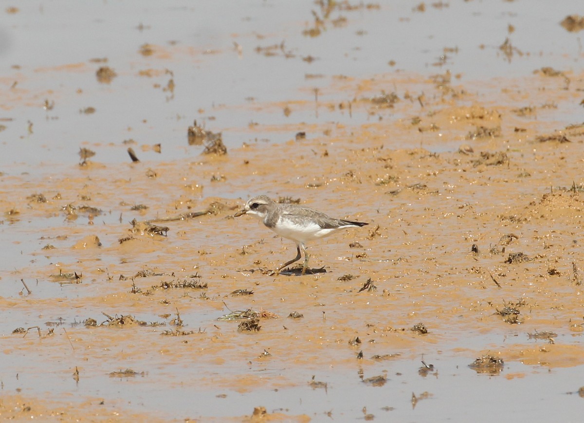 Siberian/Tibetan Sand-Plover - ML647055936