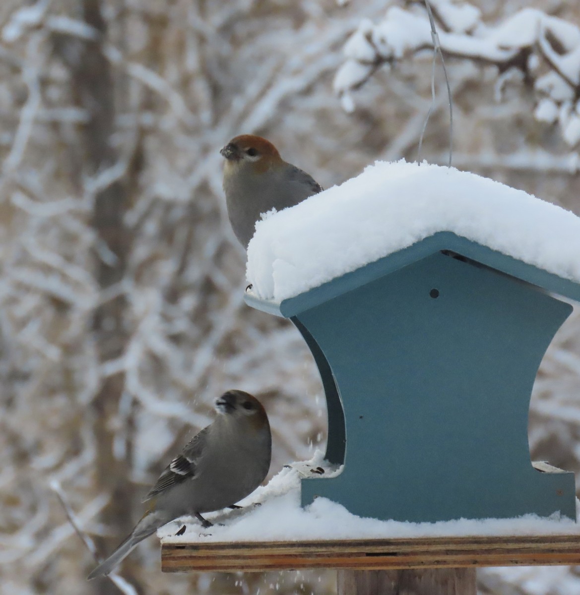 פתיאלי אורנים - ML647055937