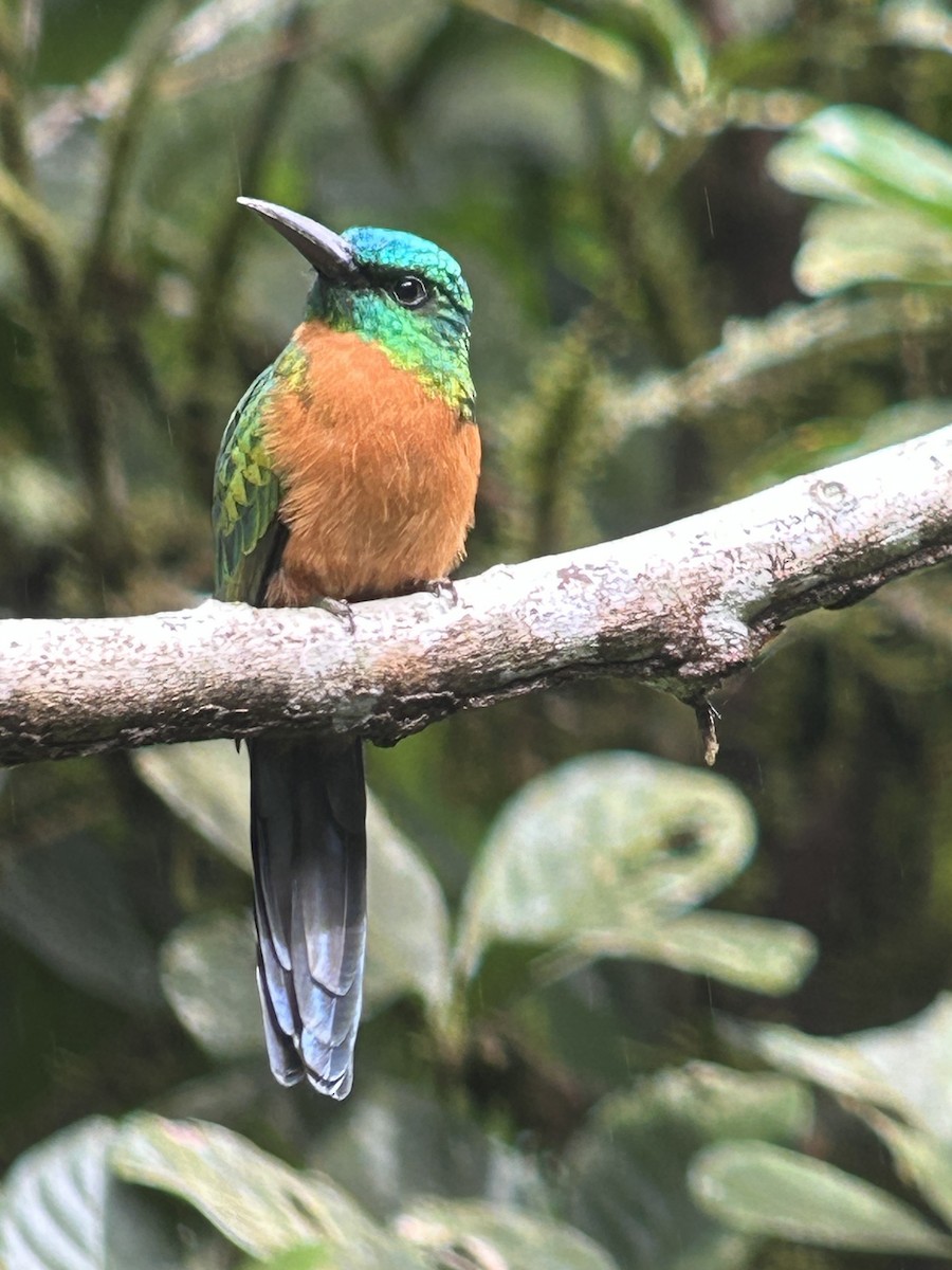 Great Jacamar - ML647055965