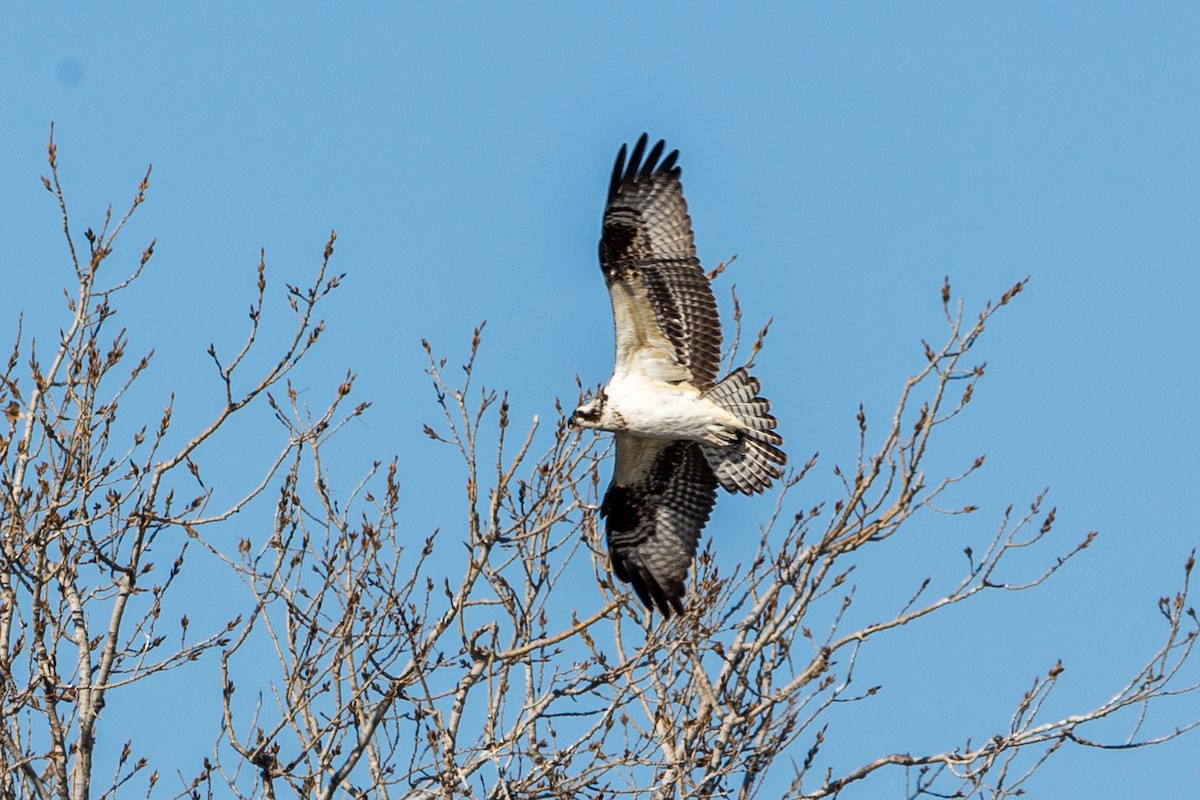 Osprey - ML647055969