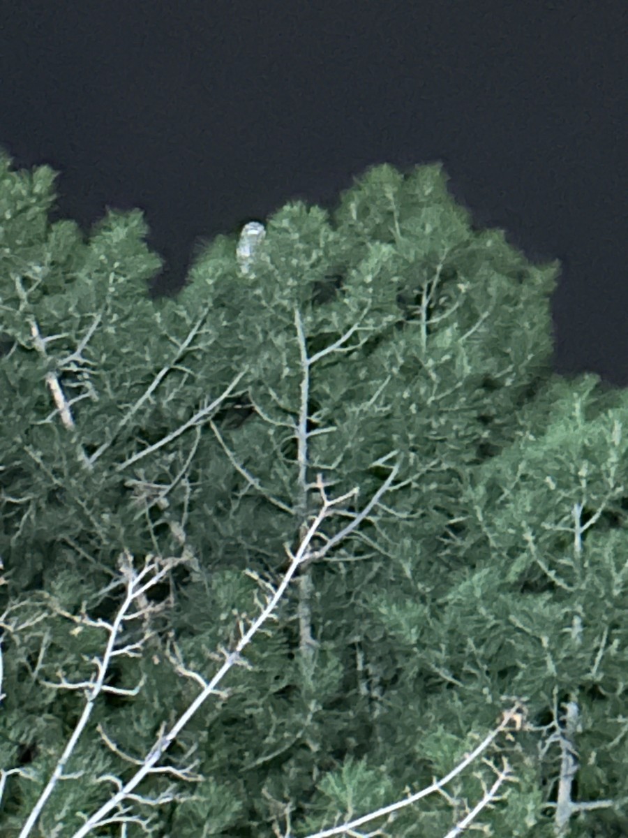 výr virginský - ML647055976