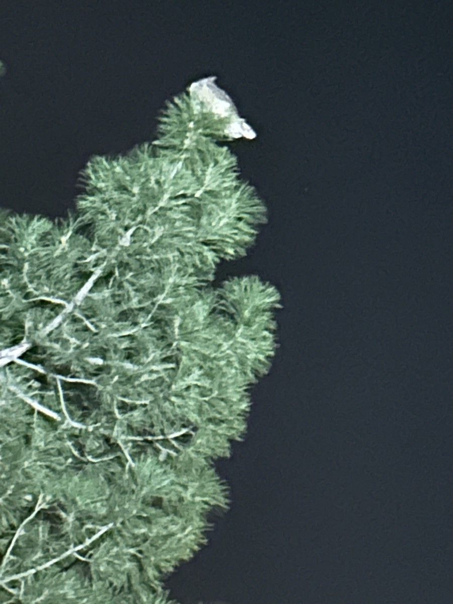 výr virginský - ML647055979