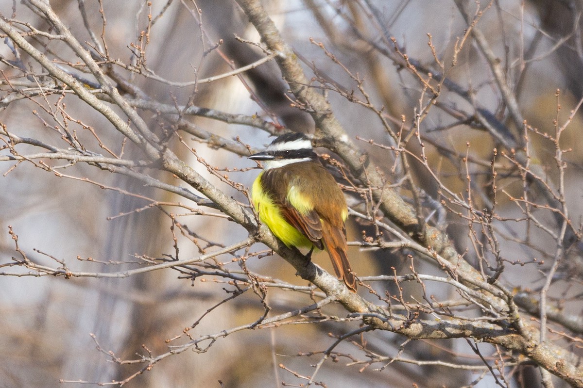 キバラオオタイランチョウ - ML647055999