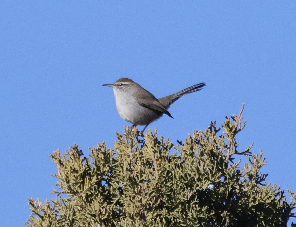 Bewick's Wren - ML647056000