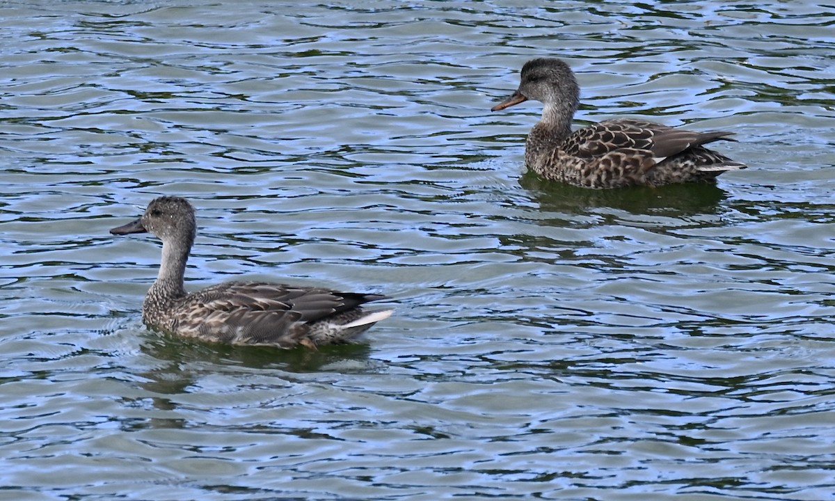 Gadwall x Northern Pintail (hybrid) - ML647056003