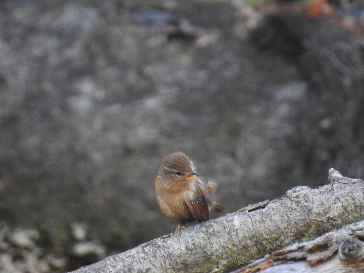 Winter Wren - ML647056004