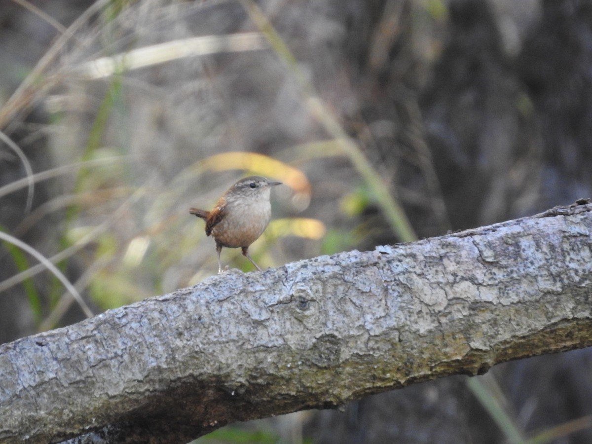 Winter Wren - ML647056005